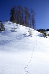 冬山の動物の足跡