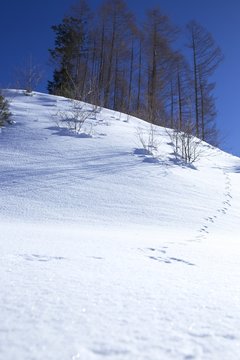 雪山の動物の足跡
