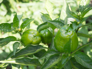 Green Bell Peppers
