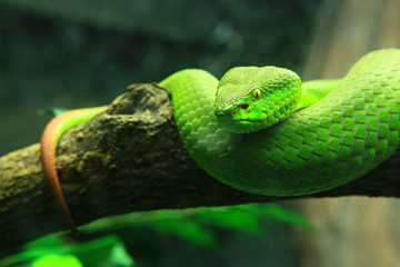 Green Snake