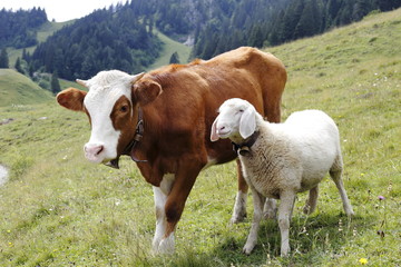 Kuh und Schaf