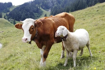 Foto auf Acrylglas Kuh Kuh und Schaf
