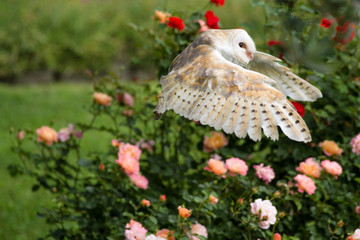 Barbagianni in volo su un cespuglio di rose