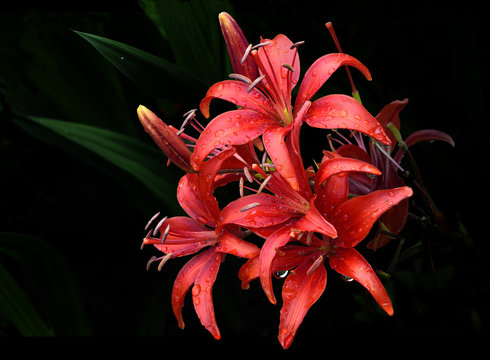 Fototapeta Red lilies with rain droplets on black.