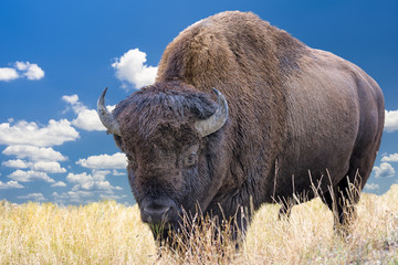 Wyoming Bison