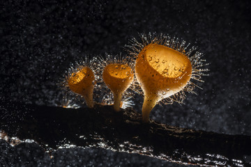 Cookeina tricholoma - cute splash mushroom