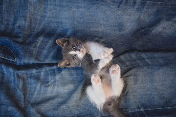 Fototapeta na wymiar lovely kitten on blue jeans