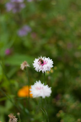 Biene auf Kornblume