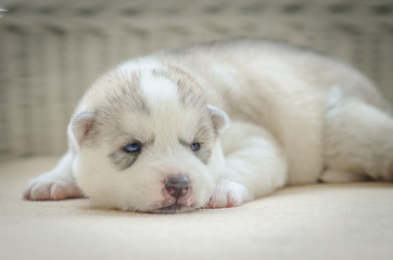 Close up on blue eyes of cute puppy