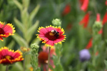 Biene beim Pollensammeln