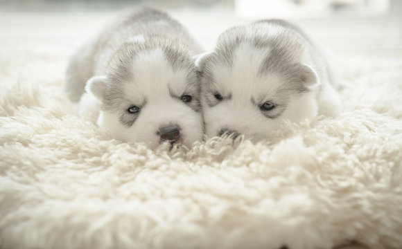 Cute puppy siberian husky