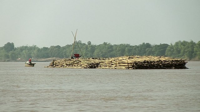 back view of a large heap of bamboo poles towed behind a small motorized dugout canoe (shot from a moving boat)