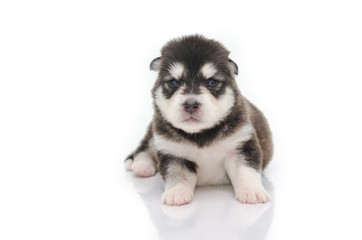 Obraz premium Angry Puppy