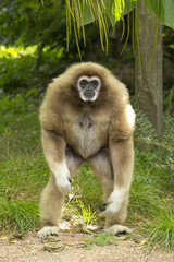 Gibbon