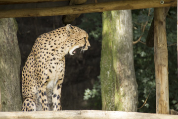 Gepard