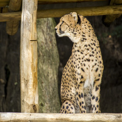 Gepard
