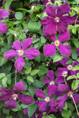 Clematis with purple flowers in the summer garden, background