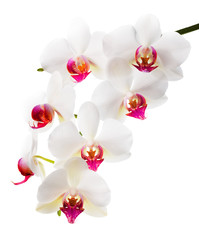 Beautiful flower Orchid, white with red   phalaenopsis closeup i