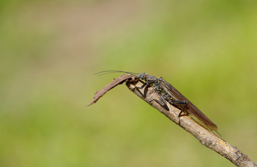 Fototapeta premium Beetle on a branch