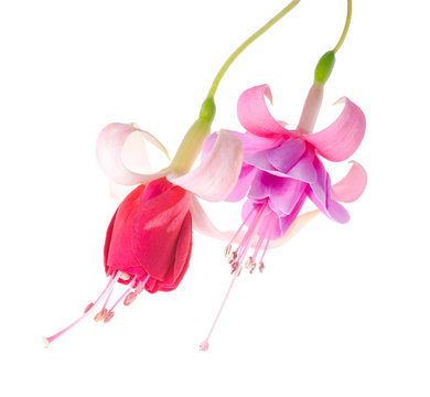 flowers of a fuchsia of different grades, isolated