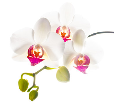 branch  white with red  orchid is isolated on a white background