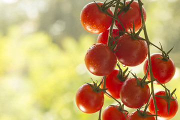 Summer cherry tomatoes