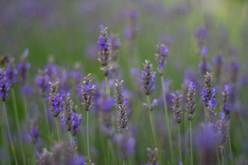 Obraz premium field of lavender with shallow focus