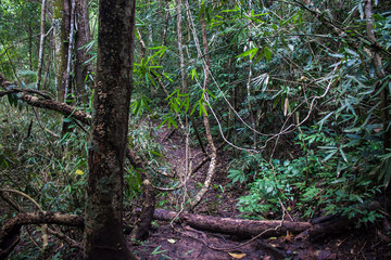 Jungle at Khao Yai National Park, Thailand