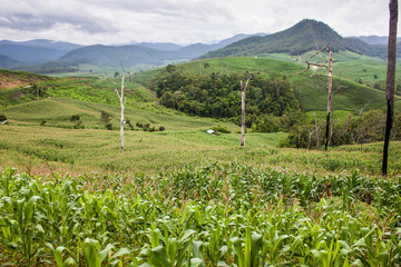 Fototapeta na wymiar Corn fields in northern Thailand