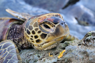 Obraz premium Turtle