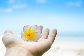 Plumeria flowers on the beach
