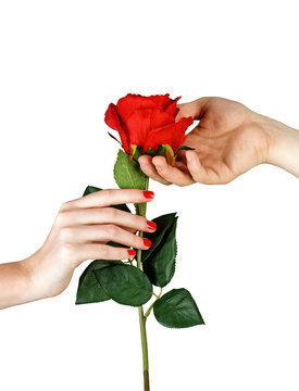 Man Hand Giving Woman Red Rose