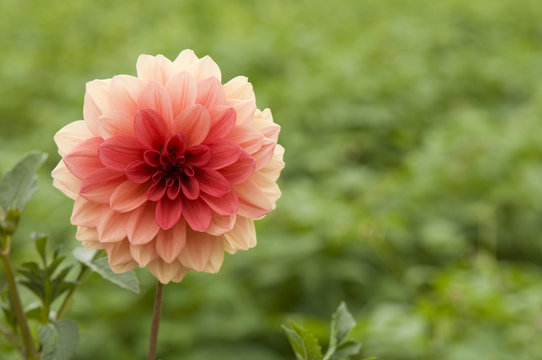Red dahlia flower in the gardenRed dahlia flower