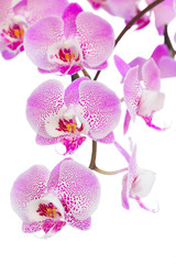 pink  orchid flowers branch close up