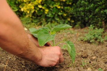 Naklejka na ściany i meble Farmer's hands planting a sunflower little plant