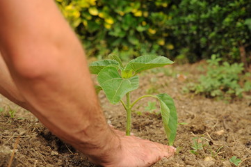 Farmer's hands planting a sunflower little plant
