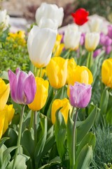 tulips