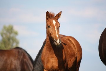 Beautiful chestnut foal