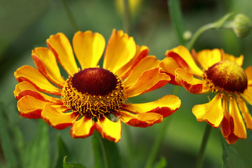 Helenium (solar herb)