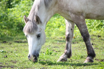 Naklejka na ściany i meble Cute shetland pony at the pasture