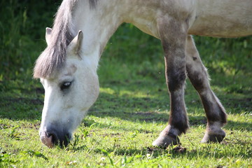 Naklejka na ściany i meble Cute shetland pony at the pasture