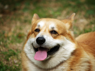 Ritratto di cane di razza Welsh Corgi