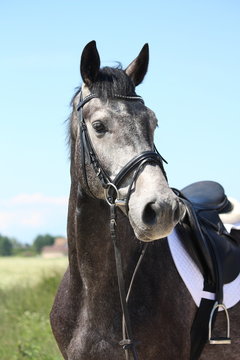 Gray latvian breed horse portrait in summer