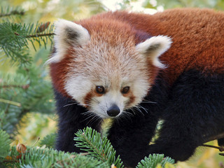 Obraz premium Esemplare di panda minore (Ailurus fulgens)