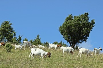 Fototapeta premium Burenziegen am Dörnberg