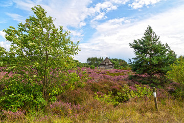 Fototapeta premium Heideblüte, Schafstall