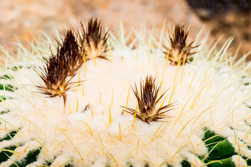Close Up of Golden Barrel Cactus or Echinocactus grusonii Hildm.
