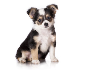 Chihuahua puppy sitting, looking at the camera - obrazy, fototapety, plakaty