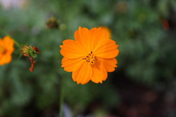Cosmea blüte