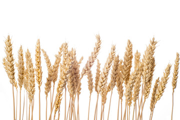 Espigas de cereal de trigo aisladas sobre fondo blanco cebada